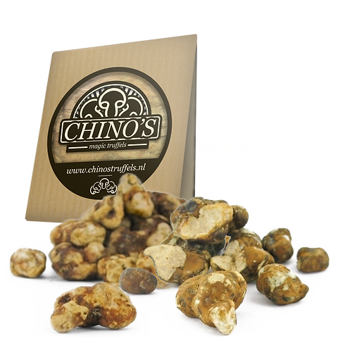 Chino S Relics Tampanensis Chino S Truffels