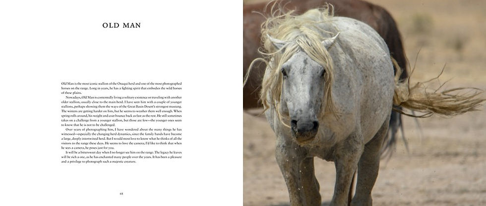 Thumbnail: Wild Horses of the West