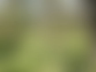 Do PR para o mundo: Erva-mate agroecológica está reconhecida