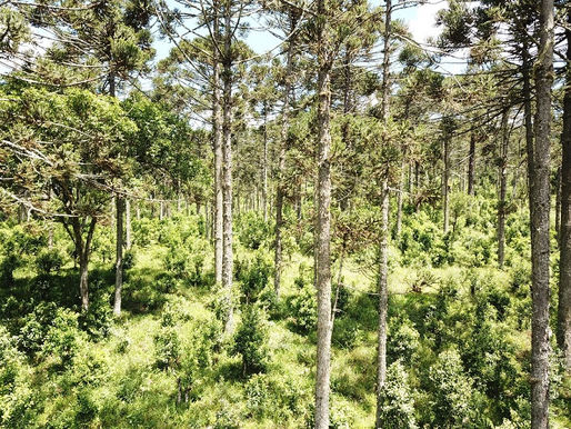 Do PR para o mundo: Erva-mate agroecológica está reconhecida