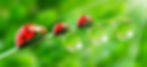 SSP header_edited.jpg