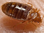 300px-Bed_bug,_Cimex_lectularius.jpg