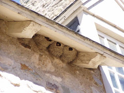 Swallow Infestation