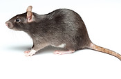 rat.jpg