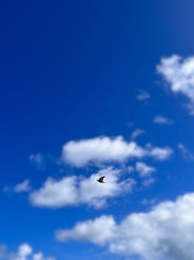 494A2EAE-924B-4AF4-9D9F-8A6AFEE61A75 (1).jpeg