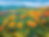 poppies.png