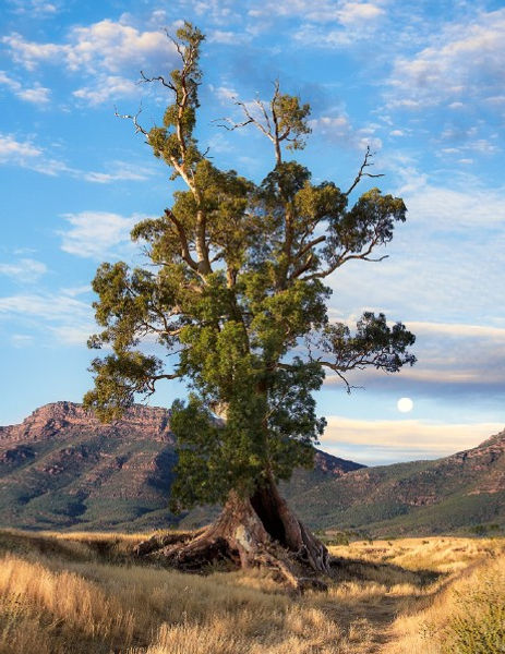 Wirra_Gumtree_Flinders_Ranges.jpg