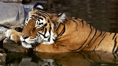 giphy (1).gif