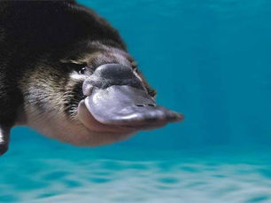 The Curious Case of the Platypus: Sweating Milk and Other Fascinating Facts