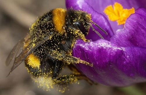 12 Animals That Help Us & The Planet
