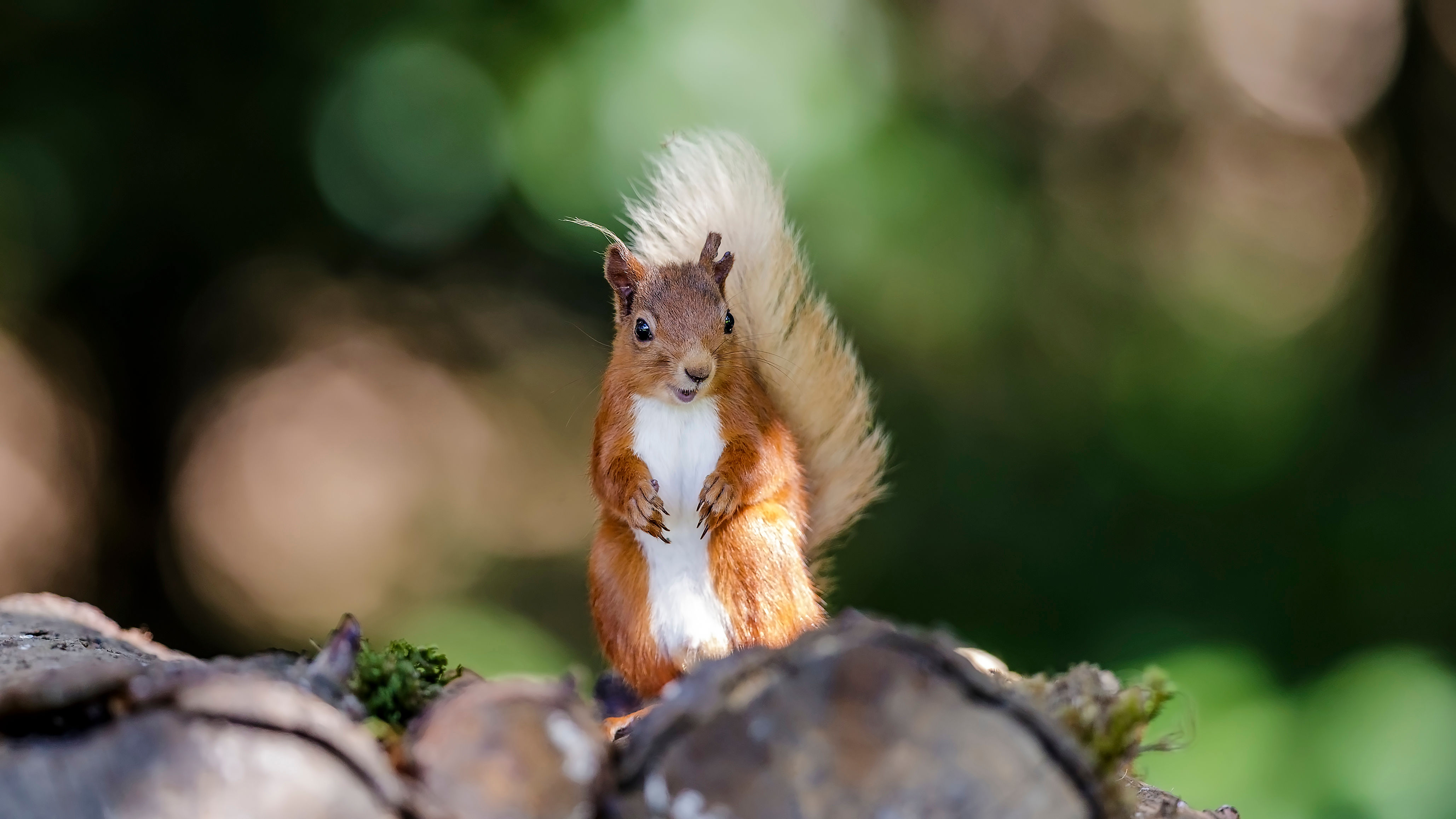 Red squirrel, A3 print.