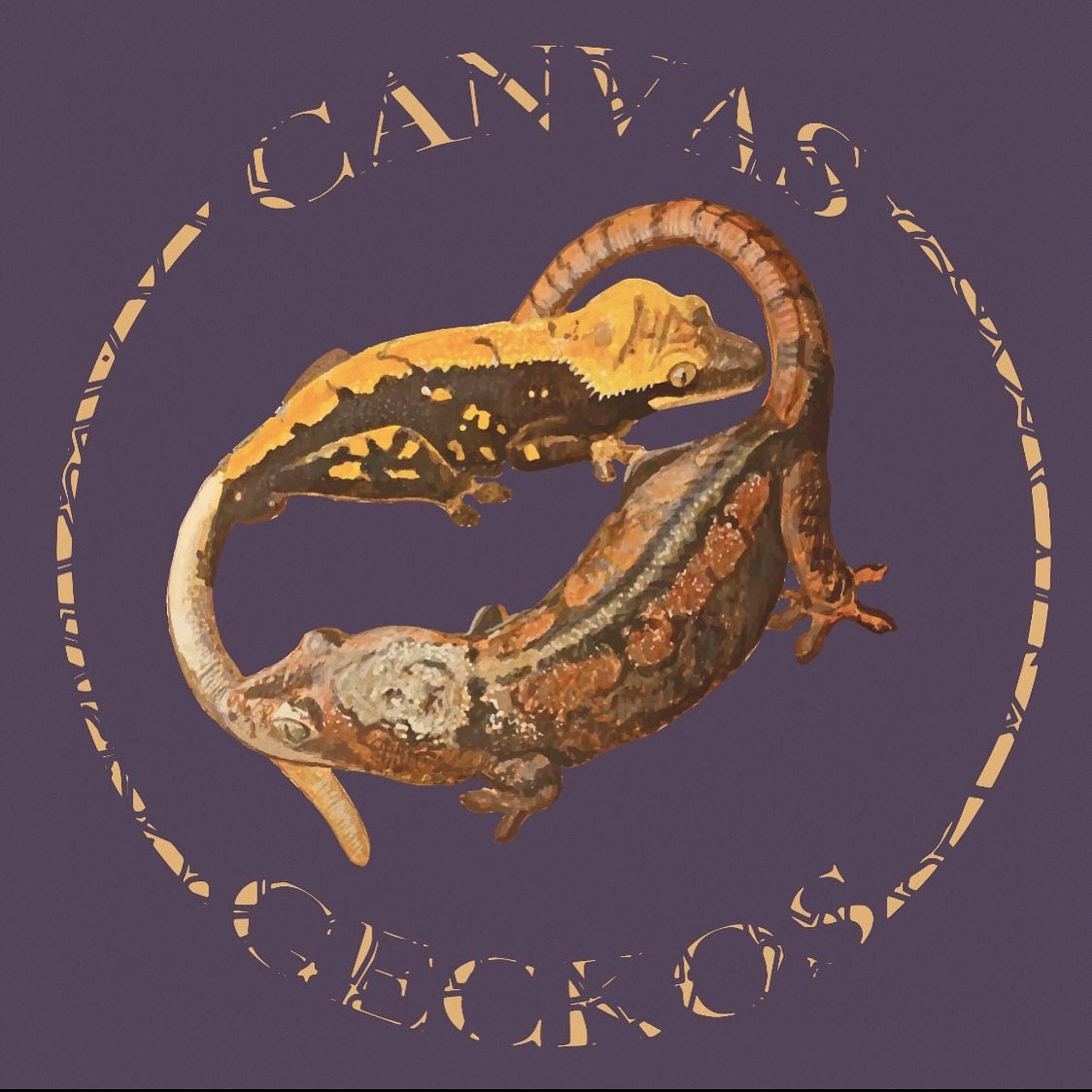 www.canvasgeckos.com