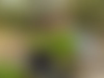 愛啟兒的開心菜園 採收囉!