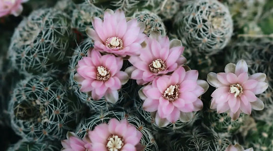cactus_flowers_compressed_edited.jpg