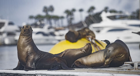 San Diego SDAWC_20.jpg