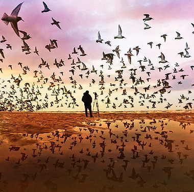 the birds.jpg