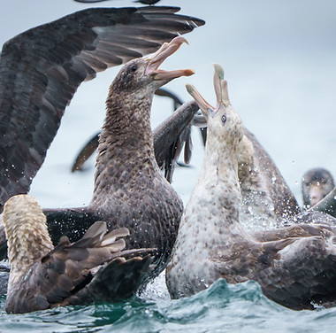 Le Peuple des tempetes - Oiseaux-0002.jpg