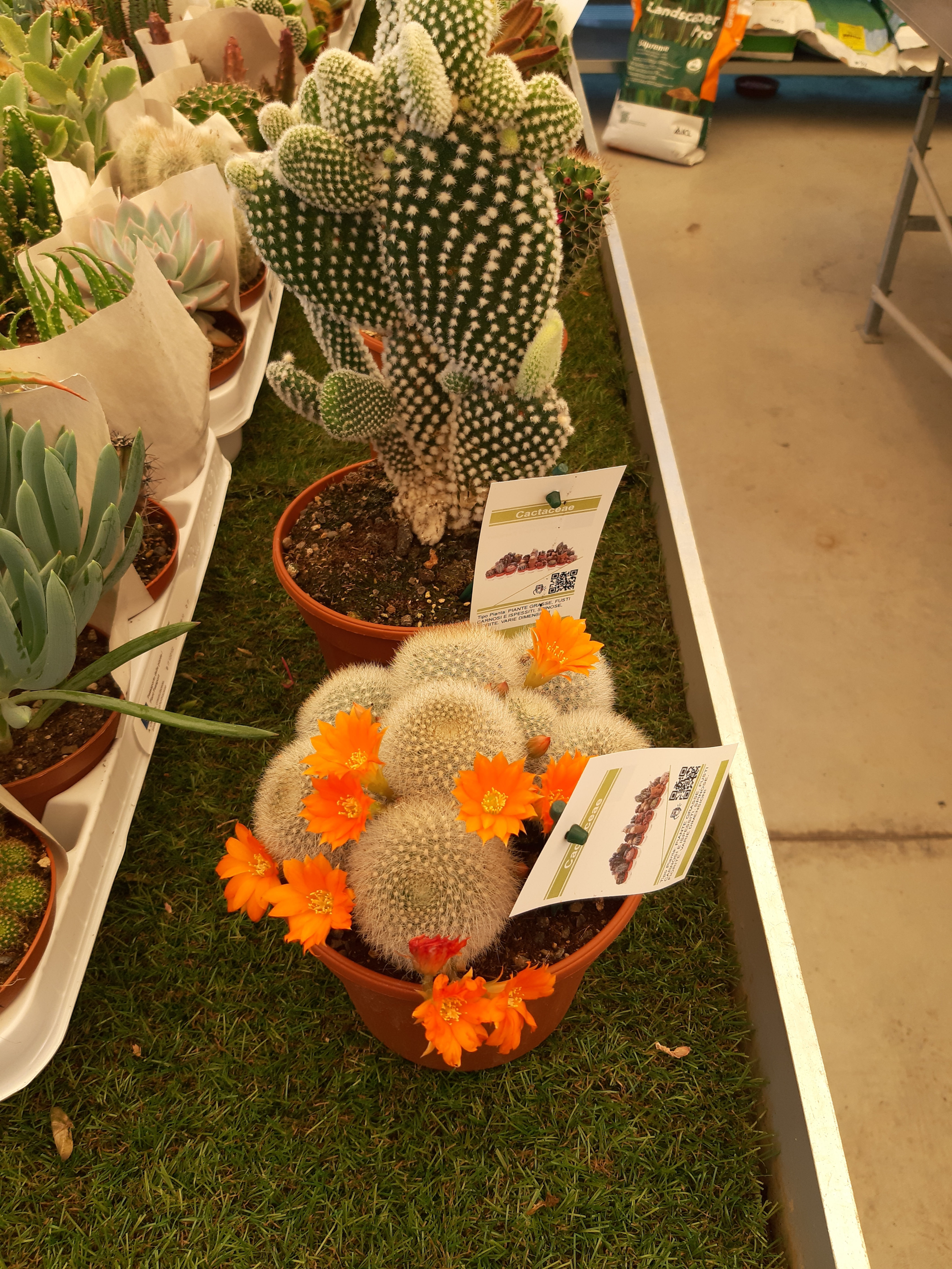 GRASSE SUCCULENTE MIX V13