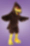 hawk
