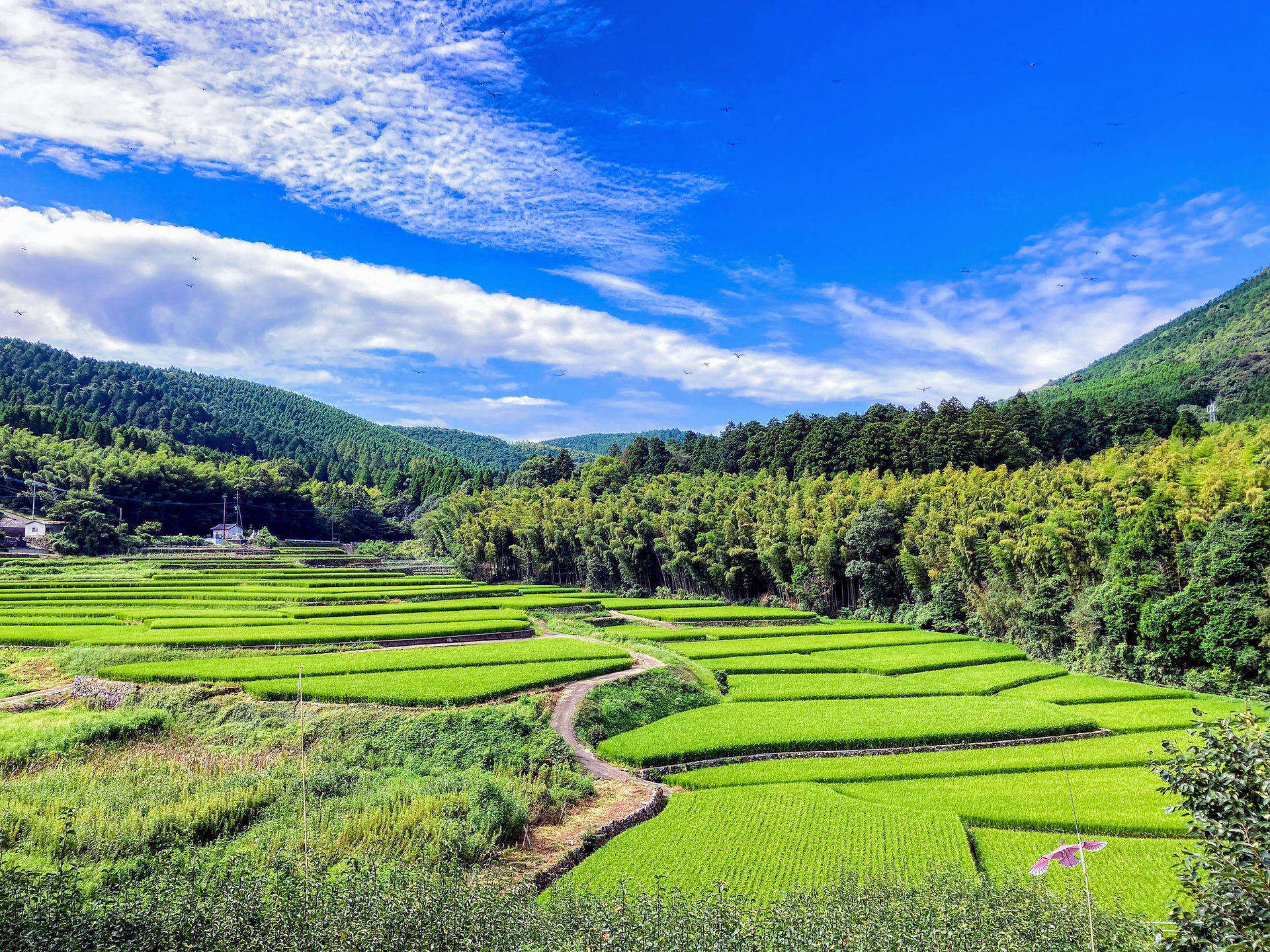 大将陣棚田