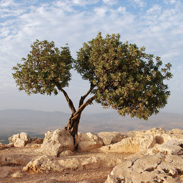 That They May All Be One