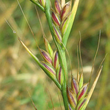 Wheat Or Weeds