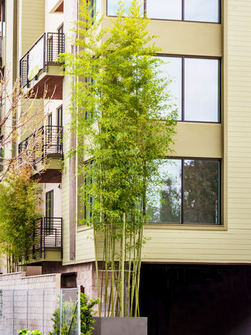 A tall planter of bamboo in front of an apartment complex.