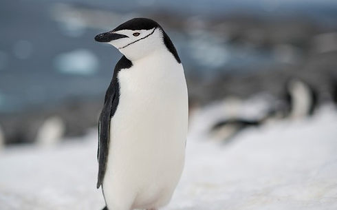 pinguim-de-barbicha2.jpg