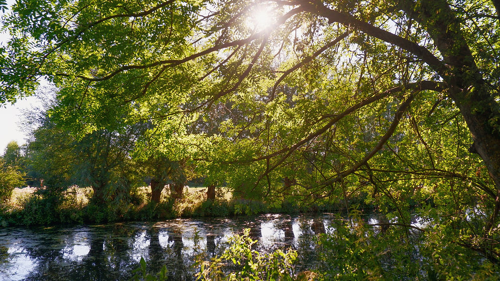 Forests Breathe