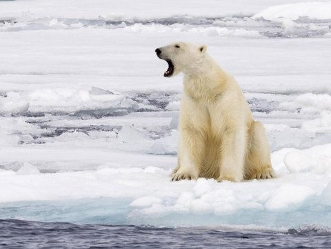 Poseidon Expeditionskreuzfahrten