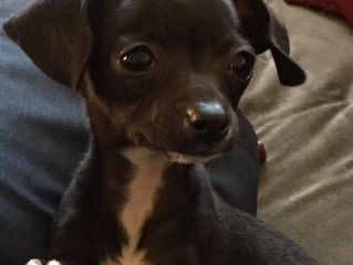 Meet Pixie Poo