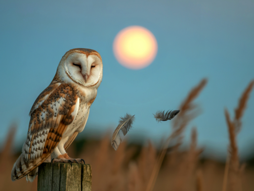 Warrior Wisdom: Finding Clarity, Purpose and Growth in the Unknown