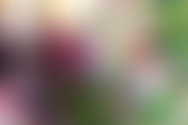 Extensionistas rurais da Agraer de Ivinhema realizam aula prática sobre enxertia