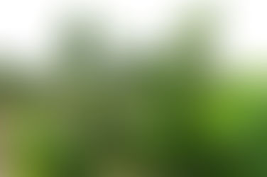 Uso de porta-enxerto em projeto da Agraer estimula a produção de lima ácida tahiti