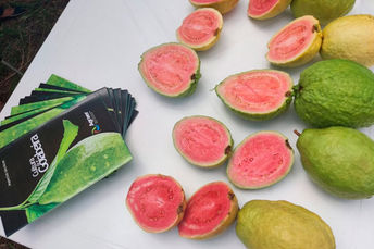 Extensionistas destacam cultivo de goiaba como opção promissora para diversificar a produção