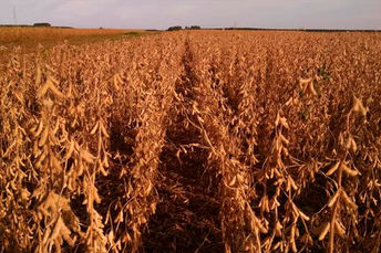 Assentamento rural colhe cultivar de soja orgânica da Embrapa