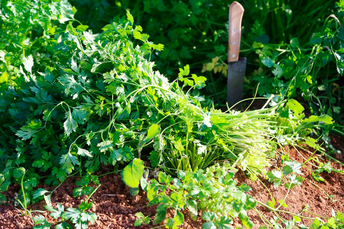 MDS disponibiliza R$ 29,5 milhões para compra de alimentos para povos indígenas por meio do PAA