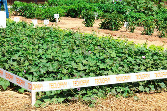 Maior feira de tecnologia para agricultura familiar de MS deve ocorrer em setembro