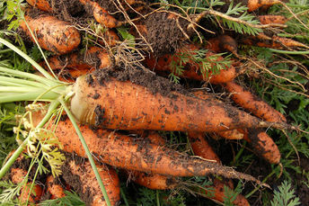 Seminário Nacional em comemoração à Semana da Agricultura Familiar será no dia 26