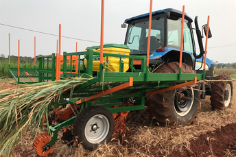Inovações chegam à cultura da mandioca e do capim-elefante