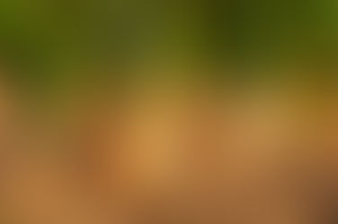 Mapa publica normas técnicas para a produção integrada de cebola