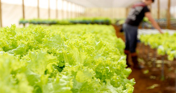 Horticultura precisa crescer em MS
