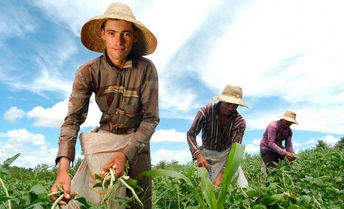 Agências de alimentação da ONU lançarão em maio Década para a Agricultura Familiar