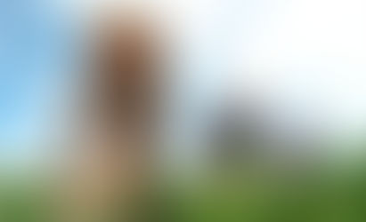 Agências de alimentação da ONU lançarão em maio Década para a Agricultura Familiar