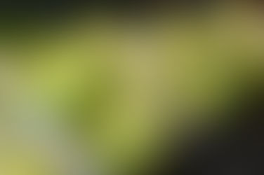 Produtores não precisam mais informar prazo de validade em vegetais frescos embalados