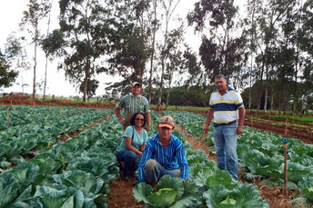 Extensionistas da Agraer de Ivinhema apoiam produtor no cultivo de repolho