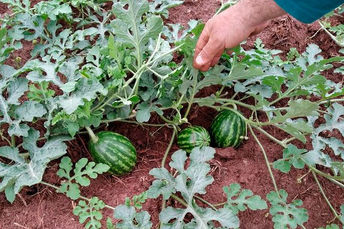 Zoneamento agrícola e linhas de crédito ampliam expectativa de aumento na produção de melancia em MS