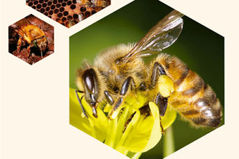 Manual aborda boas práticas aplicadas à prevenção e controle de doenças das abelhas