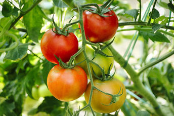 Mapa atualiza condições para inscrição no Cadastro Nacional da Agricultura Familiar