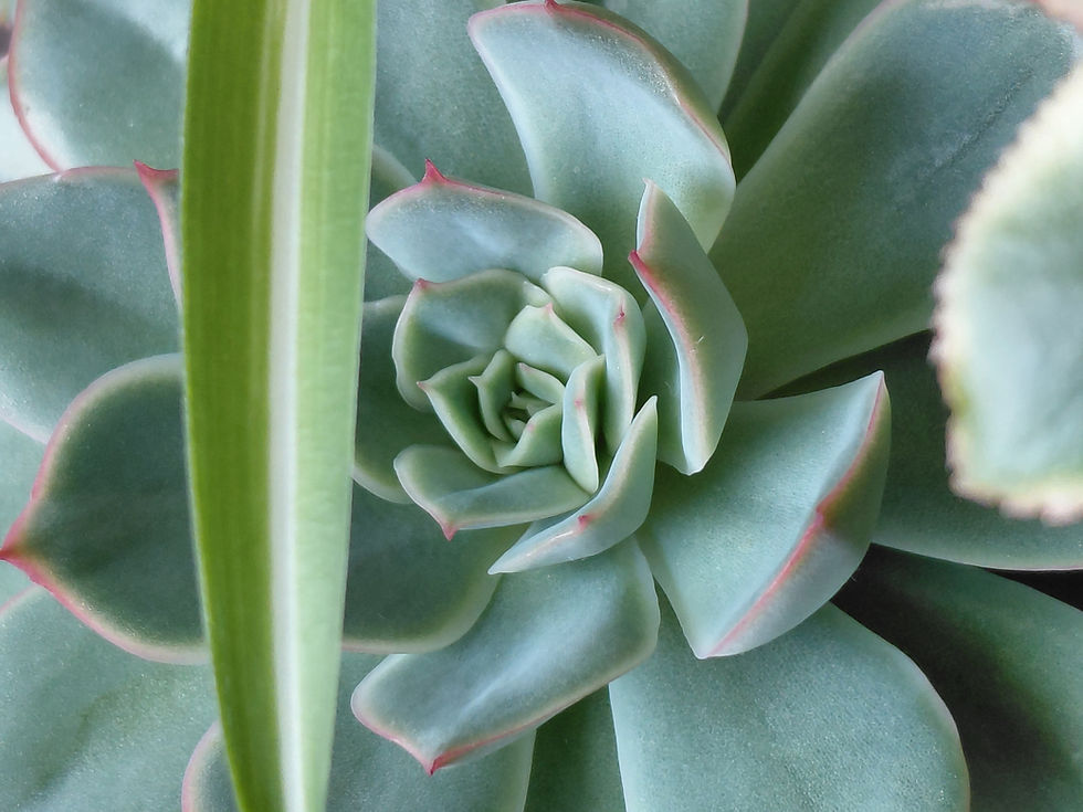 A Symbol of Resilience - An Introduction to Succulent